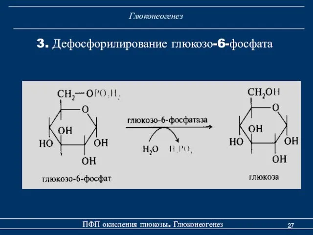 Глюконеогенез 3. Дефосфорилирование глюкозо-6-фосфата ПФП окисления глюкозы. Глюконеогенез