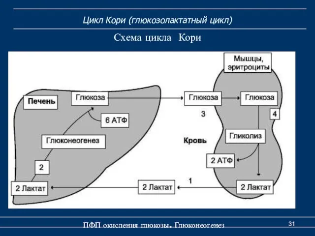 Цикл Кори (глюкозолактатный цикл) Схема цикла Кори ПФП окисления глюкозы. Глюконеогенез