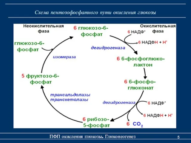 Схема пентозофосфатного пути окисления глюкозы ПФП окисления глюкозы. Глюконеогенез