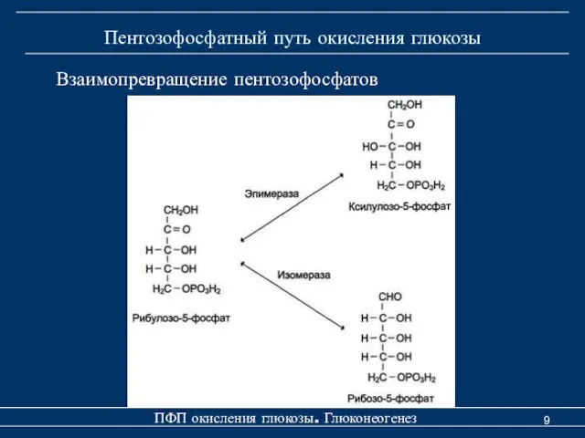 Пентозофосфатный путь окисления глюкозы ПФП окисления глюкозы. Глюконеогенез Взаимопревращение пентозофосфатов