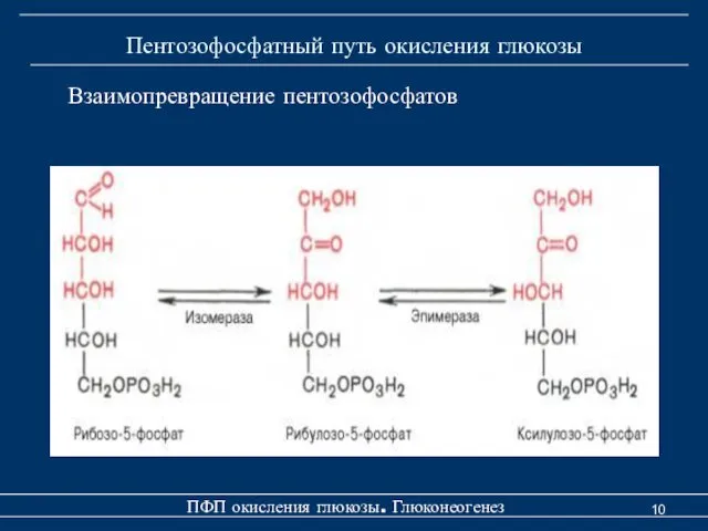 Пентозофосфатный путь окисления глюкозы ПФП окисления глюкозы. Глюконеогенез Взаимопревращение пентозофосфатов