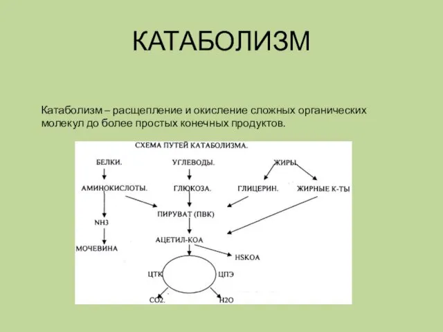 КАТАБОЛИЗМ Катаболизм – расщепление и окисление сложных органических молекул до более простых конечных продуктов.