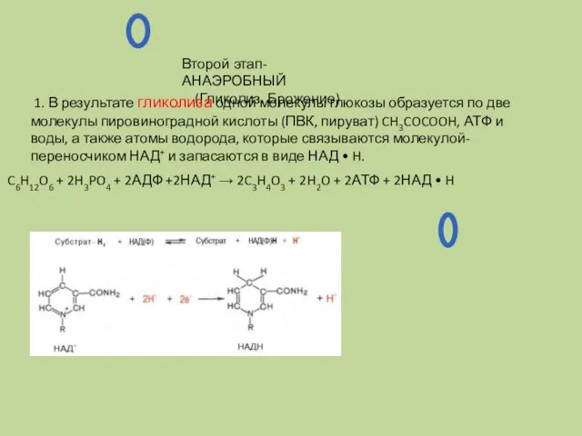 C6H12O6 + 2H3PO4 + 2АДФ +2НАД+ → 2C3H4O3 + 2H2O +