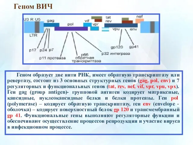 Геном ВИЧ Геном образует две нити РНК, имеет обратную транскриптазу или