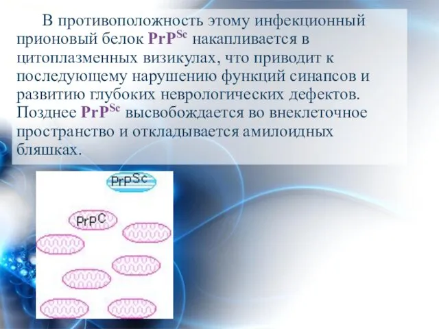 В противоположность этому инфекционный прионовый белок PrPSc накапливается в цитоплазменных визикулах,