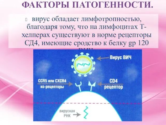 ФАКТОРЫ ПАТОГЕННОСТИ. вирус обладает лимфотропностью, благодаря тому, что на лимфоцитах Т-хелперах