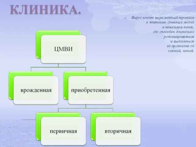 КЛИНИКА. Вирус имеет выраженный тропизм к эпителию слюнных желез и канальцев