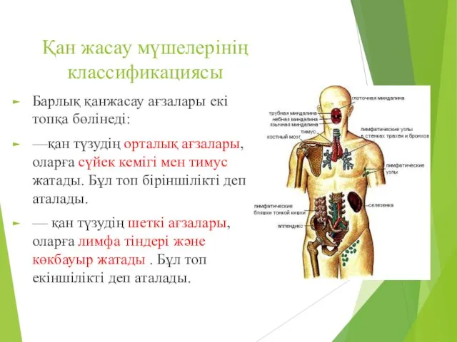 Қан жасау мүшелерінің классификациясы Барлық қанжасау ағзалары екі топқа бөлінеді: —қан