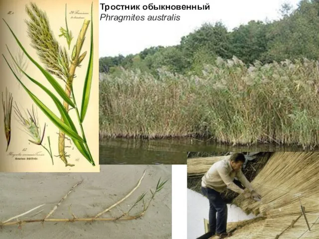 Тростник обыкновенный Phragmites australis