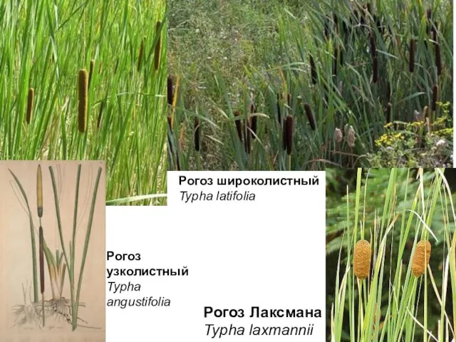 Рогоз Лаксмана Typha laxmannii Рогоз узколистный Typha angustifolia Рогоз широколистный Typha latifolia