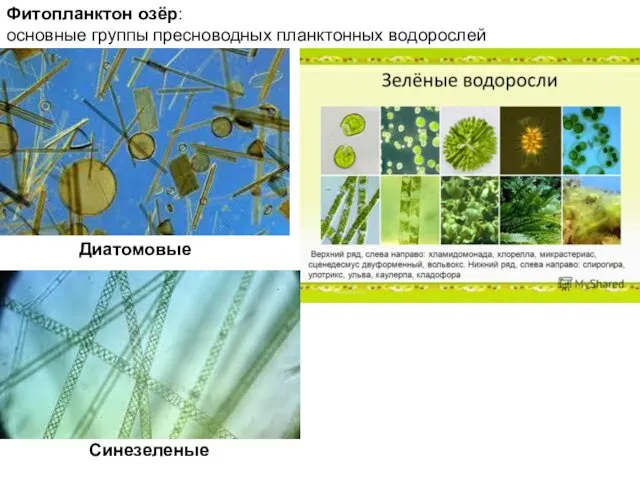 Фитопланктон озёр: основные группы пресноводных планктонных водорослей Диатомовые Синезеленые