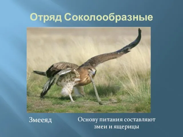 Отряд Соколообразные Основу питания составляют змеи и ящерицы Змееяд