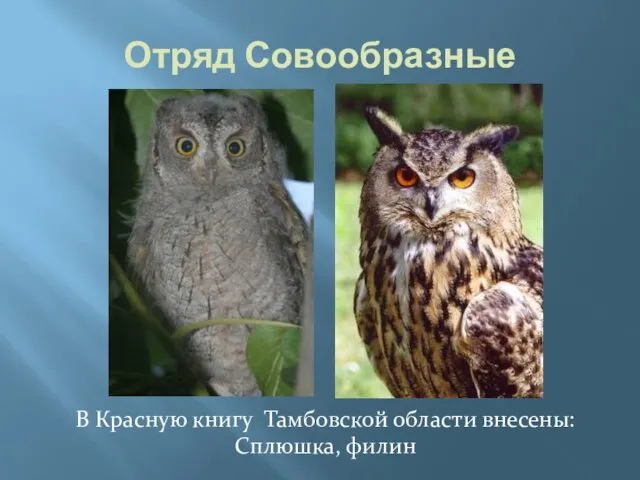 Отряд Совообразные В Красную книгу Тамбовской области внесены: Сплюшка, филин