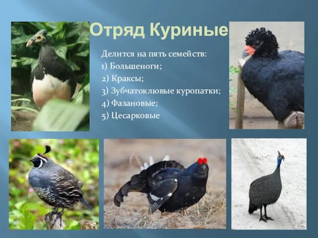 Отряд Куриные Делится на пять семейств: 1) Большеноги; 2) Краксы; 3)