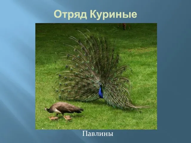 Отряд Куриные Павлины