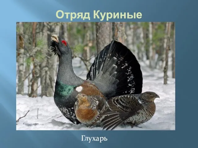 Отряд Куриные Глухарь