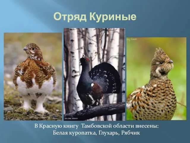 Отряд Куриные В Красную книгу Тамбовской области внесены: Белая куропатка, Глухарь, Рябчик