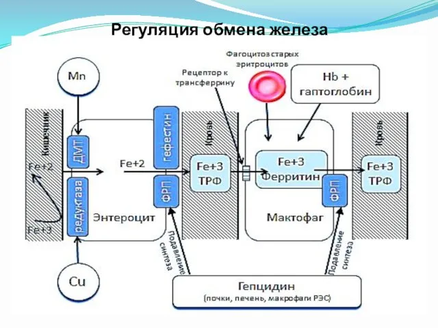 Регуляция обмена железа