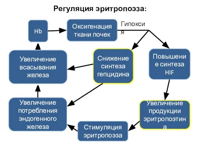 Регуляция эритропоэза: Стимуляция эритропоэза Оксигенация ткани почек Увеличение продукции эритропоэтина Повышение