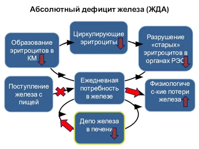 Абсолютный дефицит железа (ЖДА) Физиологичес-кие потери железа Поступление железа с пищей