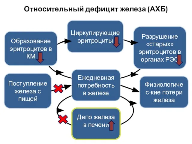 Относительный дефицит железа (АХБ) Физиологичес-кие потери железа Поступление железа с пищей