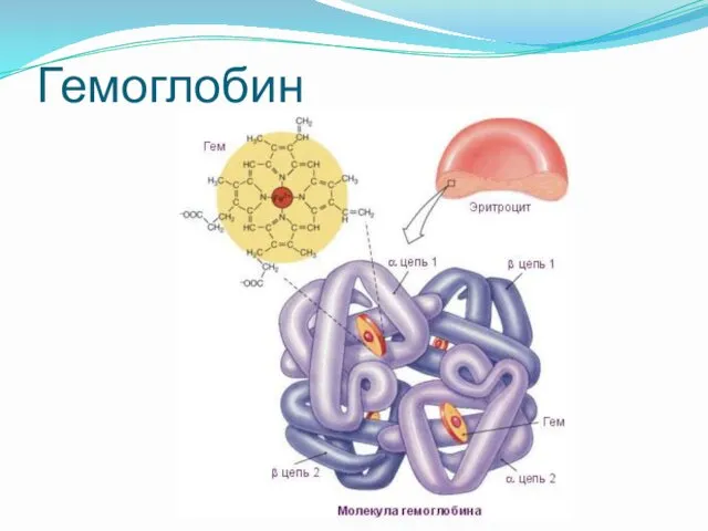 Гемоглобин