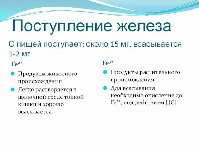 С пищей поступает: около 15 мг, всасывается 1-2 мг Fe2+ Fe3+