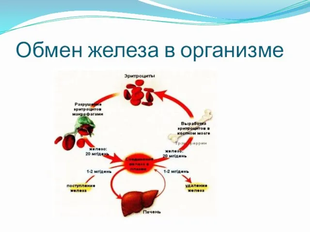 Обмен железа в организме