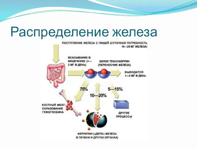 Распределение железа