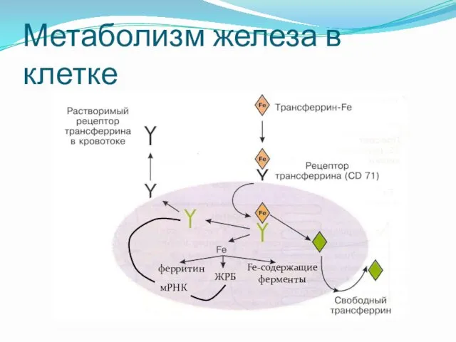 Метаболизм железа в клетке ферритин ЖРБ Fe-содержащие ферменты мРНК