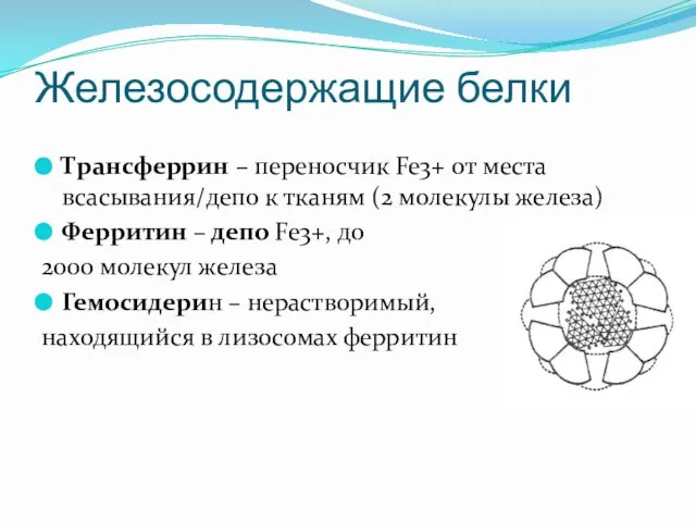 Трансферрин – переносчик Fe3+ от места всасывания/депо к тканям (2 молекулы