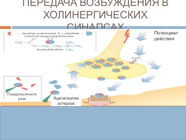 ПЕРЕДАЧА ВОЗБУЖДЕНИЯ В ХОЛИНЕРГИЧЕСКИХ СИНАПСАХ М3-холинорецепторы гладкой мускулатуры Фосфолипаза С ↑