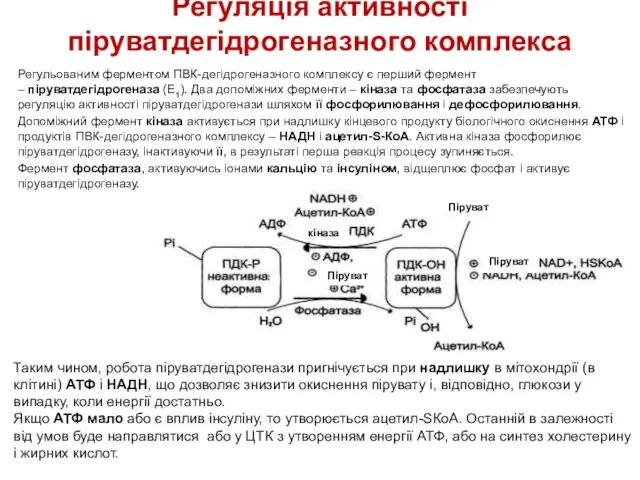 Регуляція активності піруватдегідрогеназного комплекса Регульованим ферментом ПВК-дегідрогеназного комплексу є перший фермент