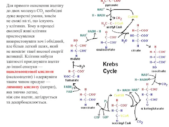 Для прямого окиснення ацетату до двох молекул СО2 необхідні дуже жорсткі