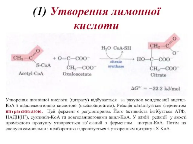 (1) Утворення лимонної кислоти Утворення лимонної кислоти (цитрату) відбувається за рахунок