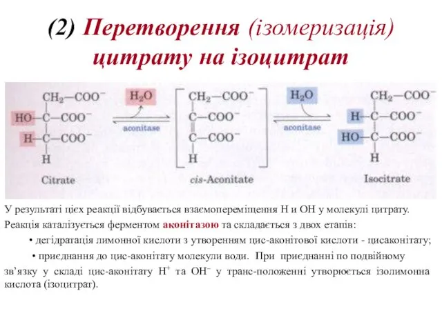(2) Перетворення (ізомеризація) цитрату на ізоцитрат У результаті цієх реакції відбувається