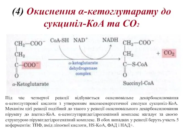 (4) Oкиснення α-кeтоглутарату до сукциніл-КоА та CO2 Під час четвертої реакції
