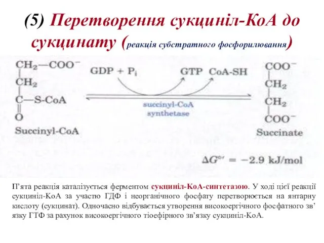 (5) Перетворення сукциніл-КоА до сукцинату (реакція субстратного фосфорилювання) П’ята реакція каталізується
