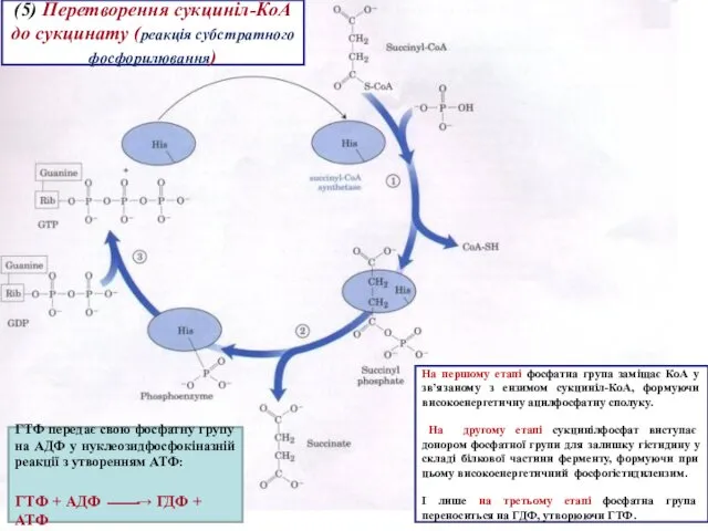 (5) Перетворення сукциніл-КоА до сукцинату (реакція субстратного фосфорилювання) На першому етапі