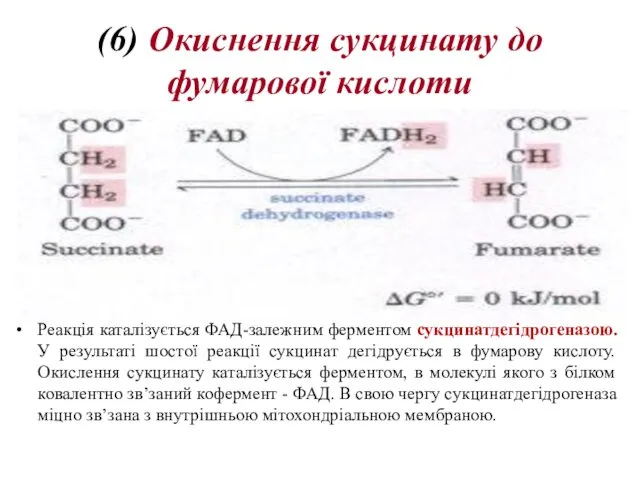 (6) Oкиснення сукцинату до фумарової кислоти Реакція каталізується ФАД-залежним ферментом сукцинатдегідрогеназою.