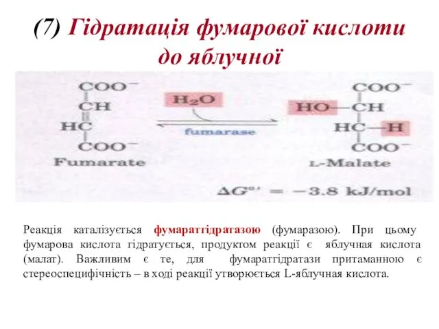 (7) Гідратація фумарової кислоти до яблучної Реакція каталізується фумаратгідратазою (фумаразою). При