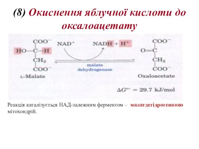 (8) Oкиснення яблучної кислоти до оксалоацетату Реакція каталізується НАД-залежним ферментом – малатдегідрогеназою мітохондрій.