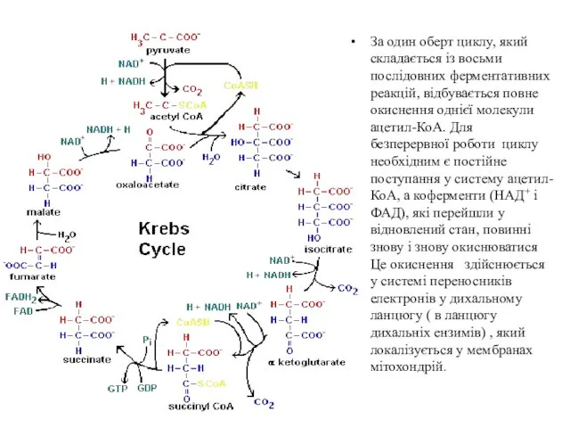 За один оберт циклу, який складається із восьми послідовних ферментативних реакцій,