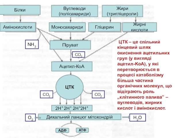 Білки Амінокислоти Вуглеводи (полісахариди) Жири (тригліцероли) Моносахариди Гліцерин Жирні кислоти Піруват