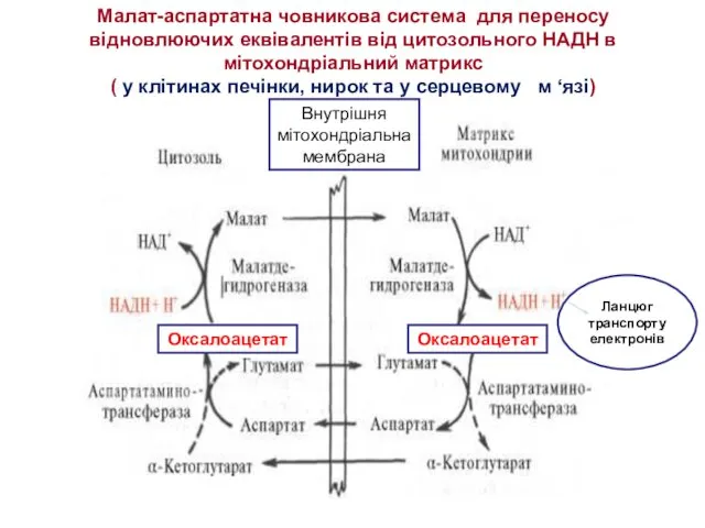 Малат-аспартатна човникова система для переносу відновлюючих еквівалентів від цитозольного НАДН в