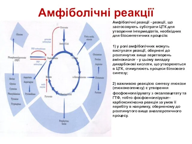 Амфіболічні реакції Амфіболічні реакції - реакції, що застосовують субстрати ЦТК для