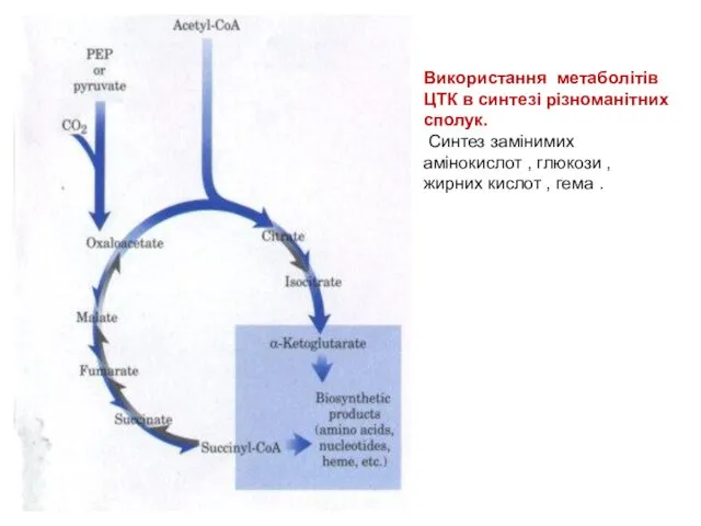 Використання метаболітів ЦТК в синтезі різноманітних сполук. Синтез замінимих амінокислот ,
