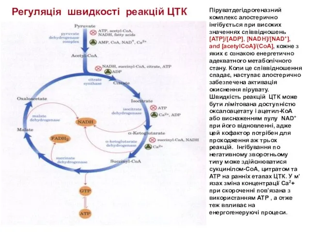 Піруватдегідрогеназний комплекс алостерично інгібується при високих значеннях співвідношень [ATP]/[ADP], [NADH]/[NAD+], and