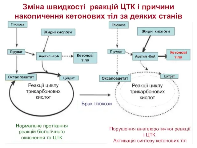 Зміна швидкості реакцій ЦТК і причини накопичення кетонових тіл за деяких