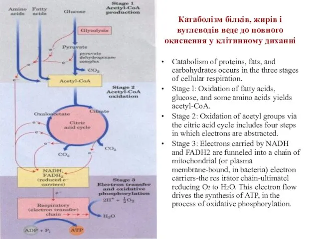 Катаболізм білків, жирів і вуглеводів веде до повного окиснення у клітинному